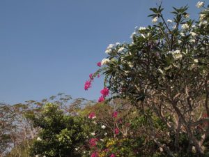 ブンタウのキリスト像展望台の花