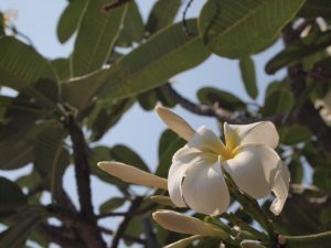 ブンタウのキリスト像展望台の花