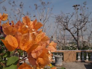 ブンタウのキリスト像展望台の花