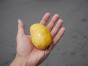 プノンペンの市場のマンゴー