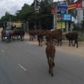 えっ!?道に牛が! ホーチミンの郊外は素朴な風景、一方で都市部では近代化が進行中