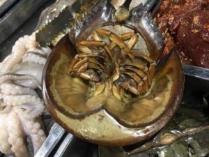 カブトガニの炭火焼