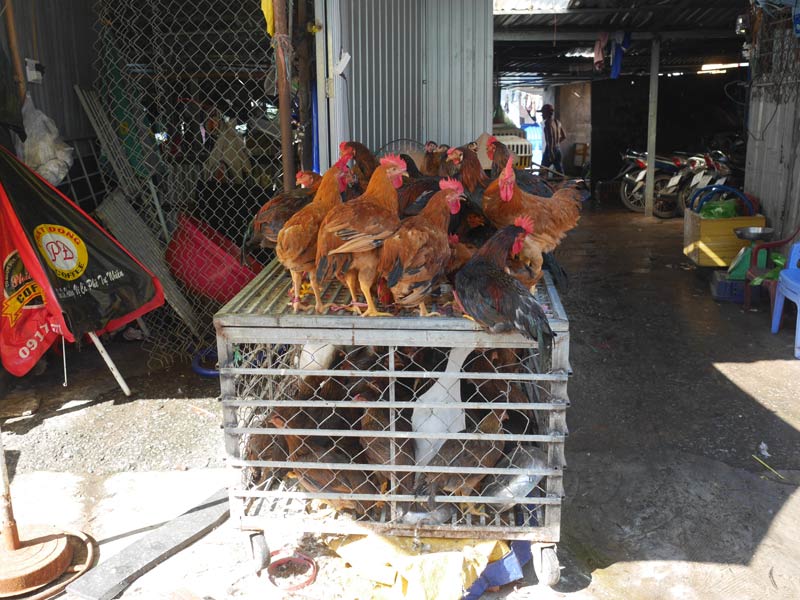 フーコック島ユーンドン市場　鶏