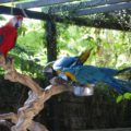 家族で楽しめるホーチミンの鳥カフェPet Meはインコ、動物が一杯!